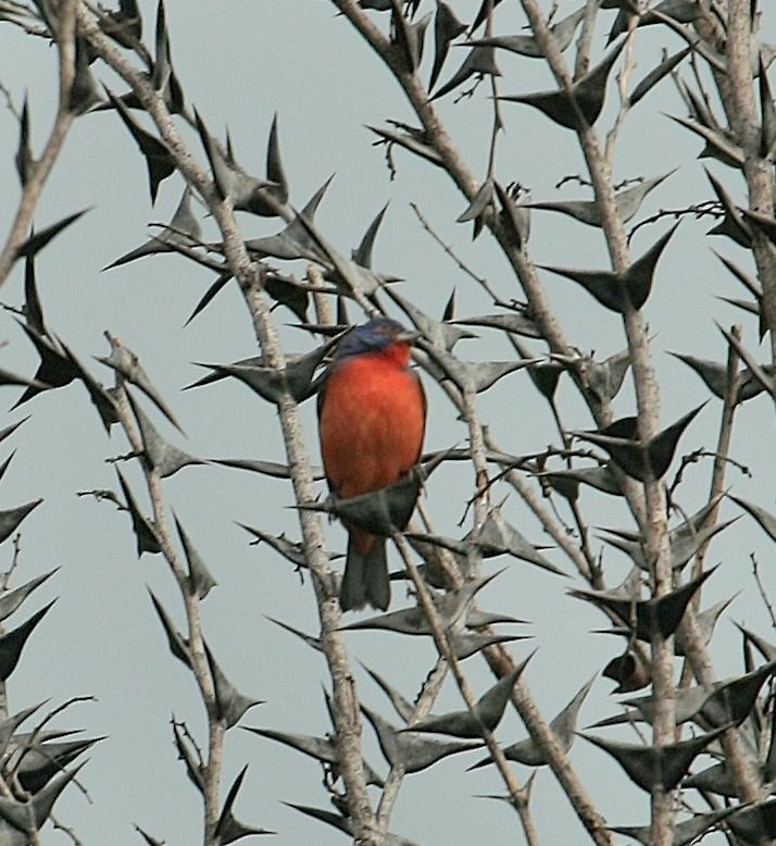 Painted Bunting - ML614942204