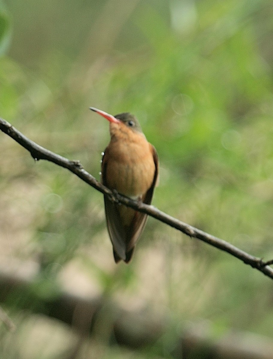 kolibřík ryšavý - ML614942236