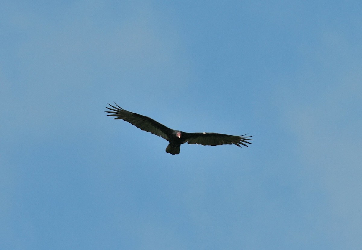 Turkey Vulture - ML614942254