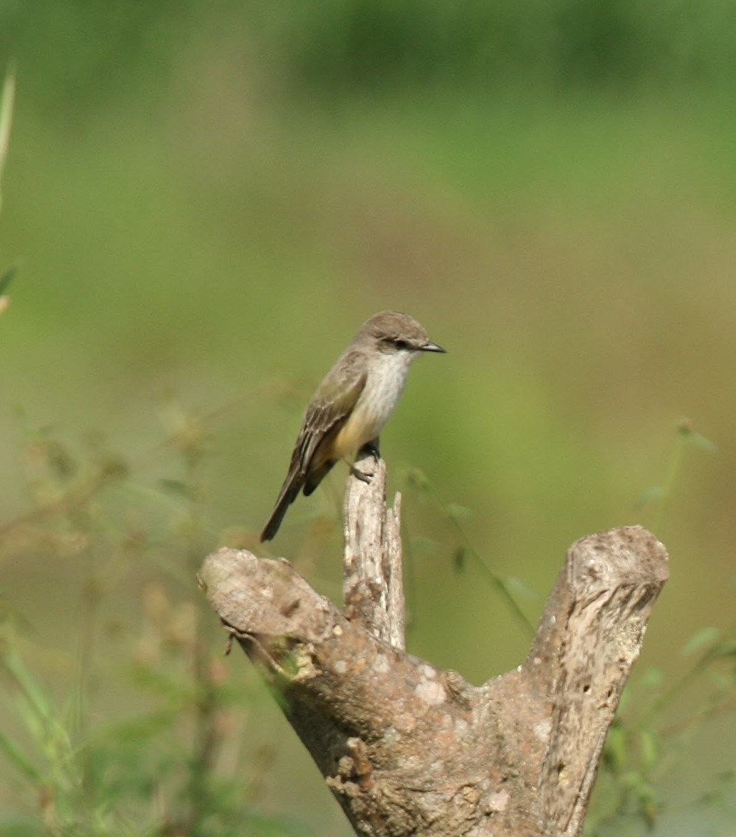 Vermilion Flycatcher - ML614942265