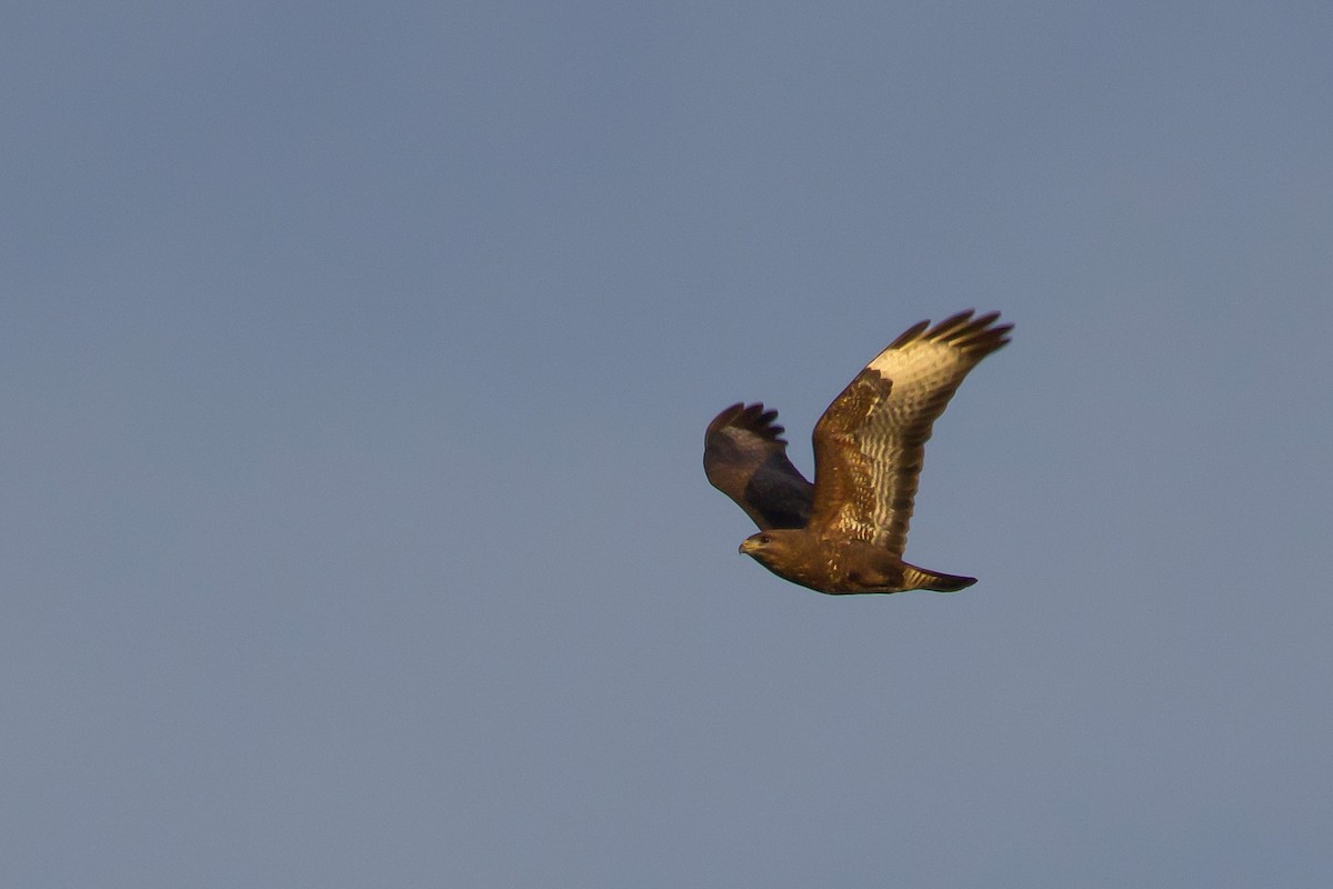 Common Buzzard - ML614942332