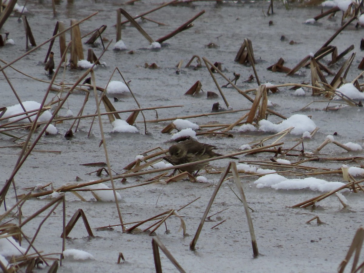 American Pipit - ML614942374