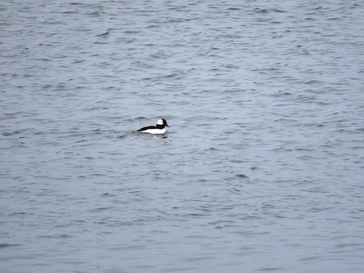 Bufflehead - Cooper White