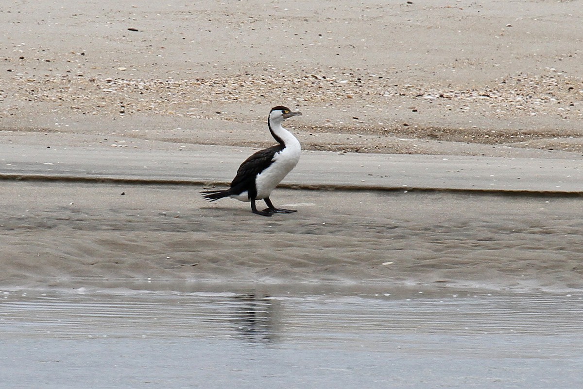 Pied Cormorant - ML614942410