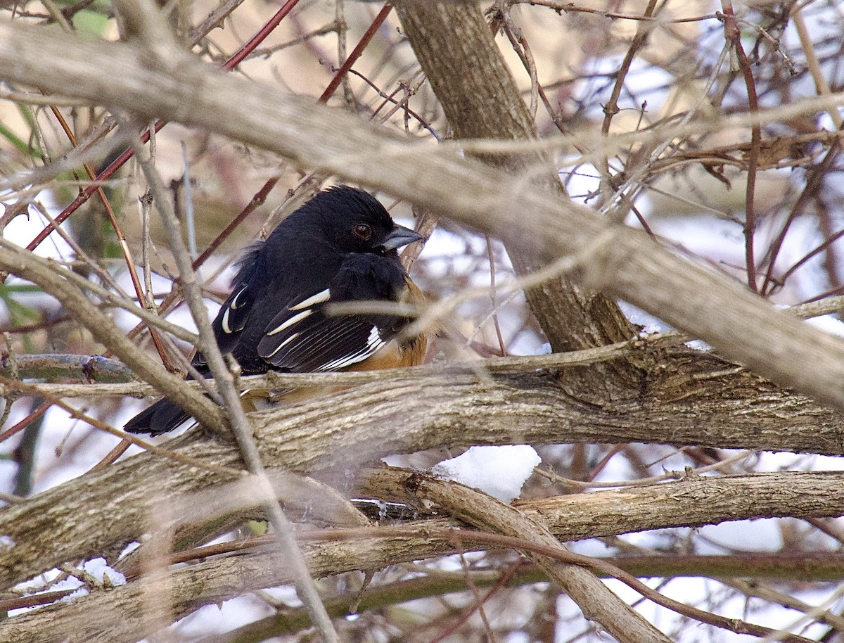 Eastern Towhee - ML614942453