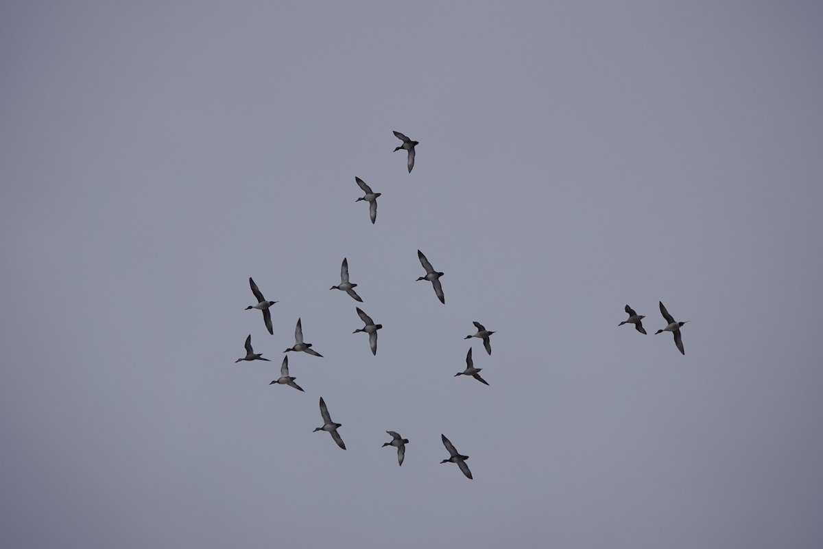 Northern Pintail - Jo Fasciolo