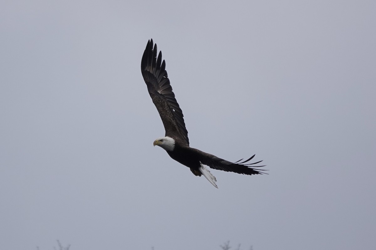 Bald Eagle - Jo Fasciolo