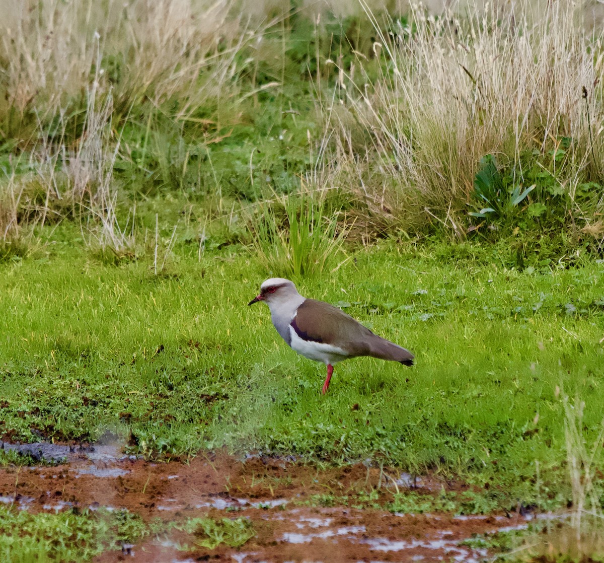 Andean Lapwing - ML614942567
