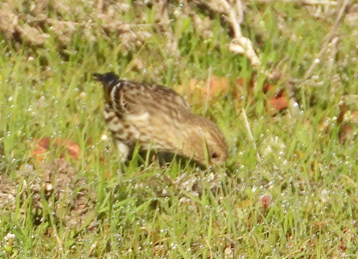 Pine Siskin - ML614942685