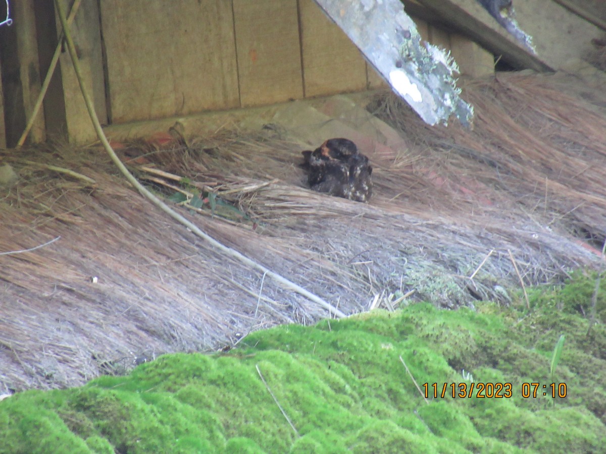 Lyre-tailed Nightjar - ML614942700