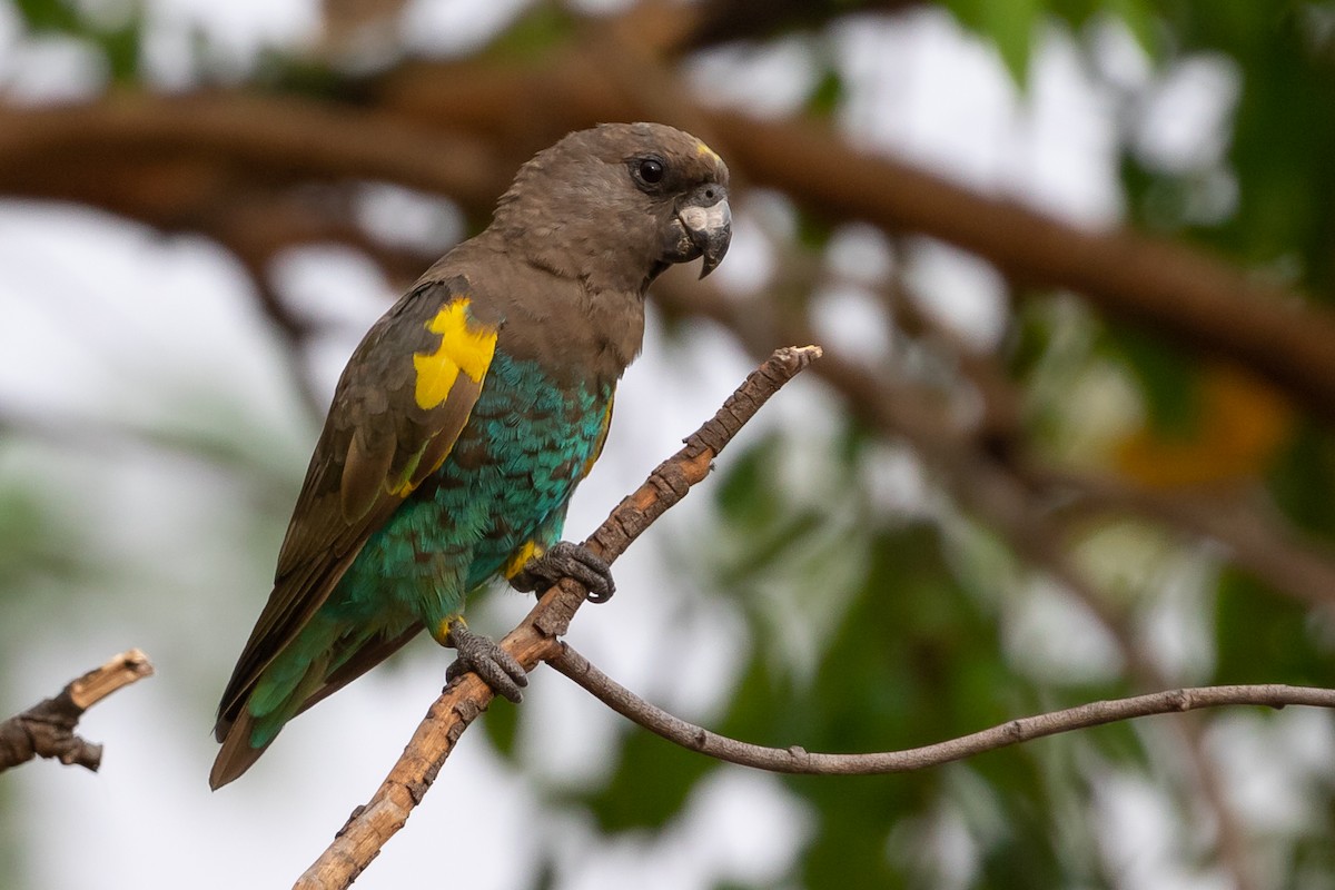 Meyer's Parrot - ML614942782