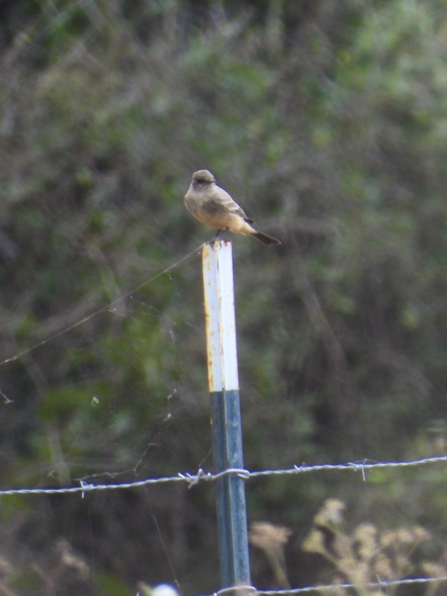 Say's Phoebe - Tracy Mosebey