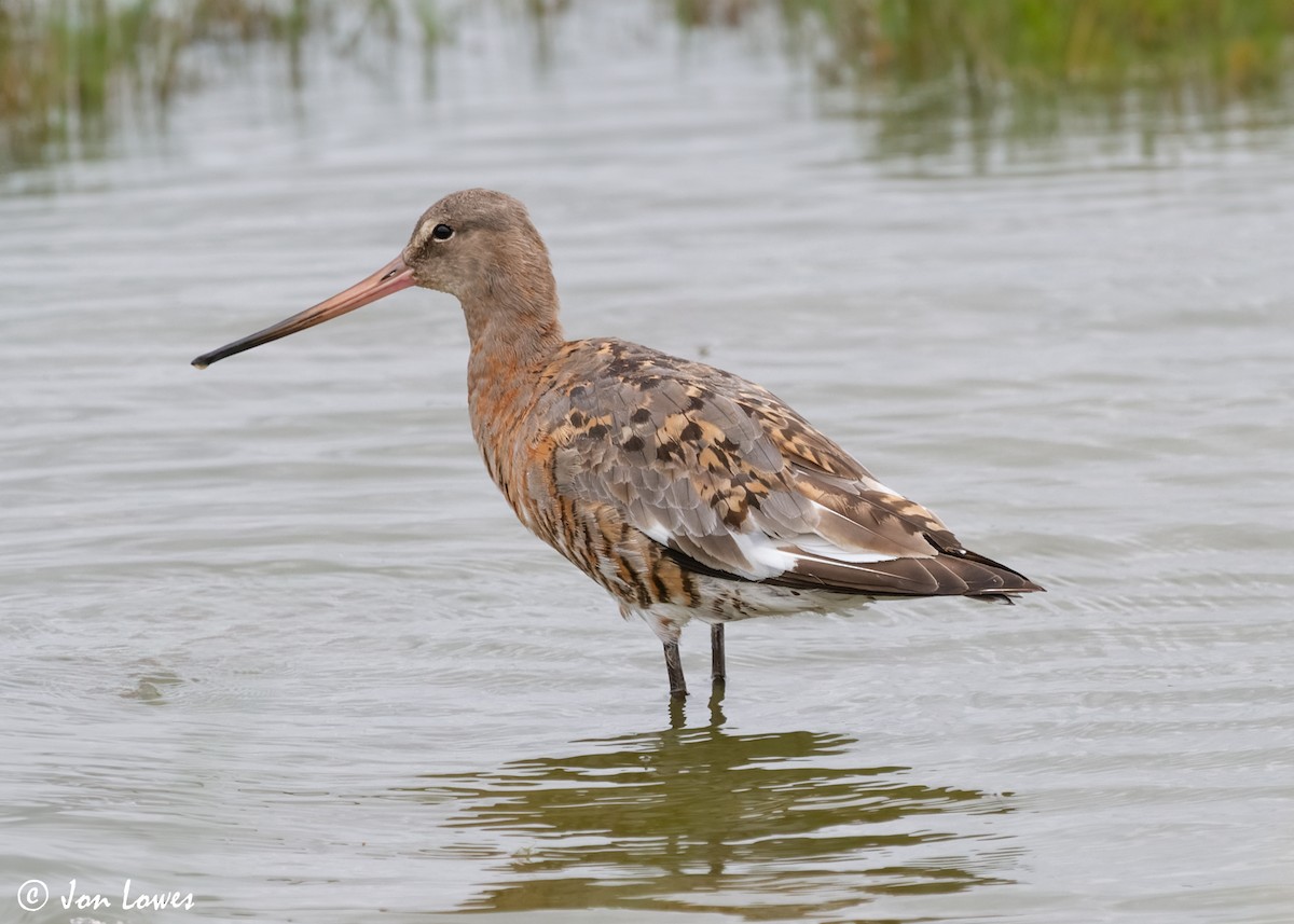 Black-tailed Godwit (islandica) - ML614942947