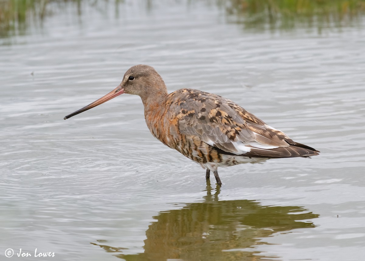 Black-tailed Godwit (islandica) - ML614942948