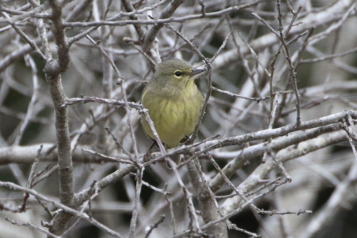 Orange-crowned Warbler - Karen & Tom Beatty