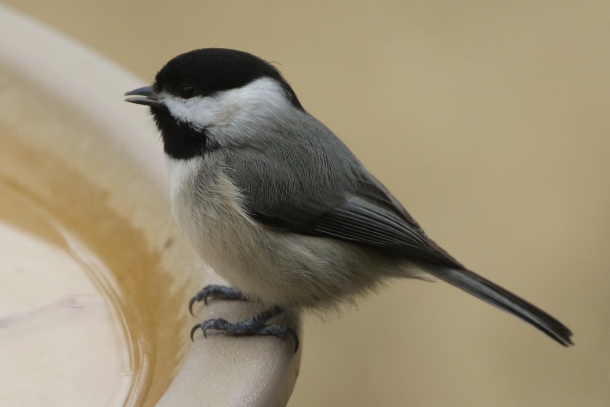 Carolina Chickadee - ML614942991