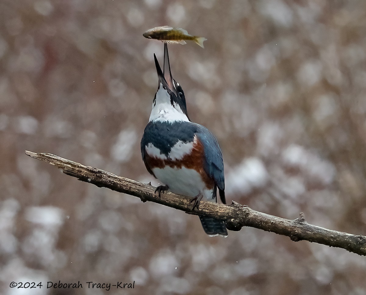 Belted Kingfisher - ML614942992