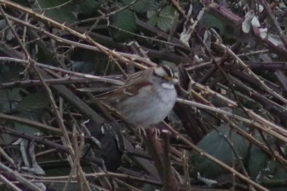White-throated Sparrow - ML614943022