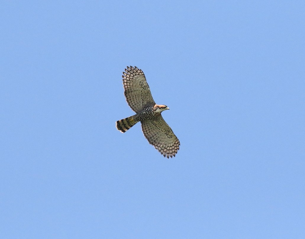 Ornate Hawk-Eagle - ML614943033