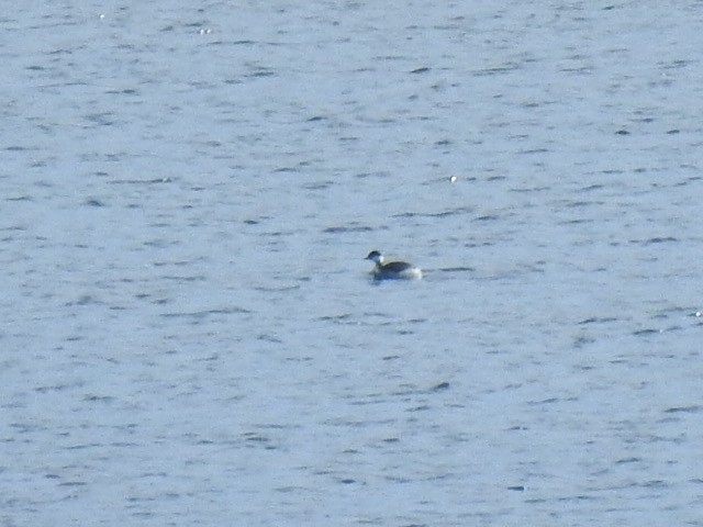 Horned Grebe - ML614943049