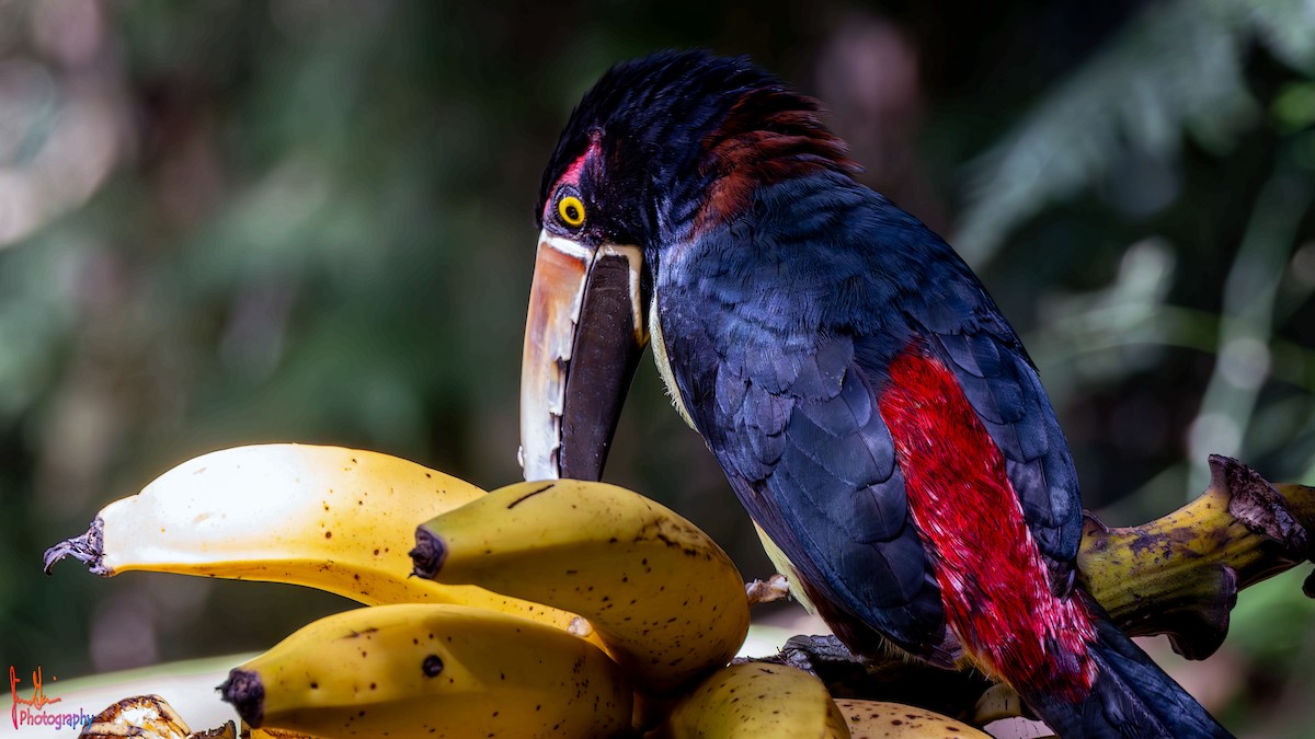 Collared Aracari - ML614943082