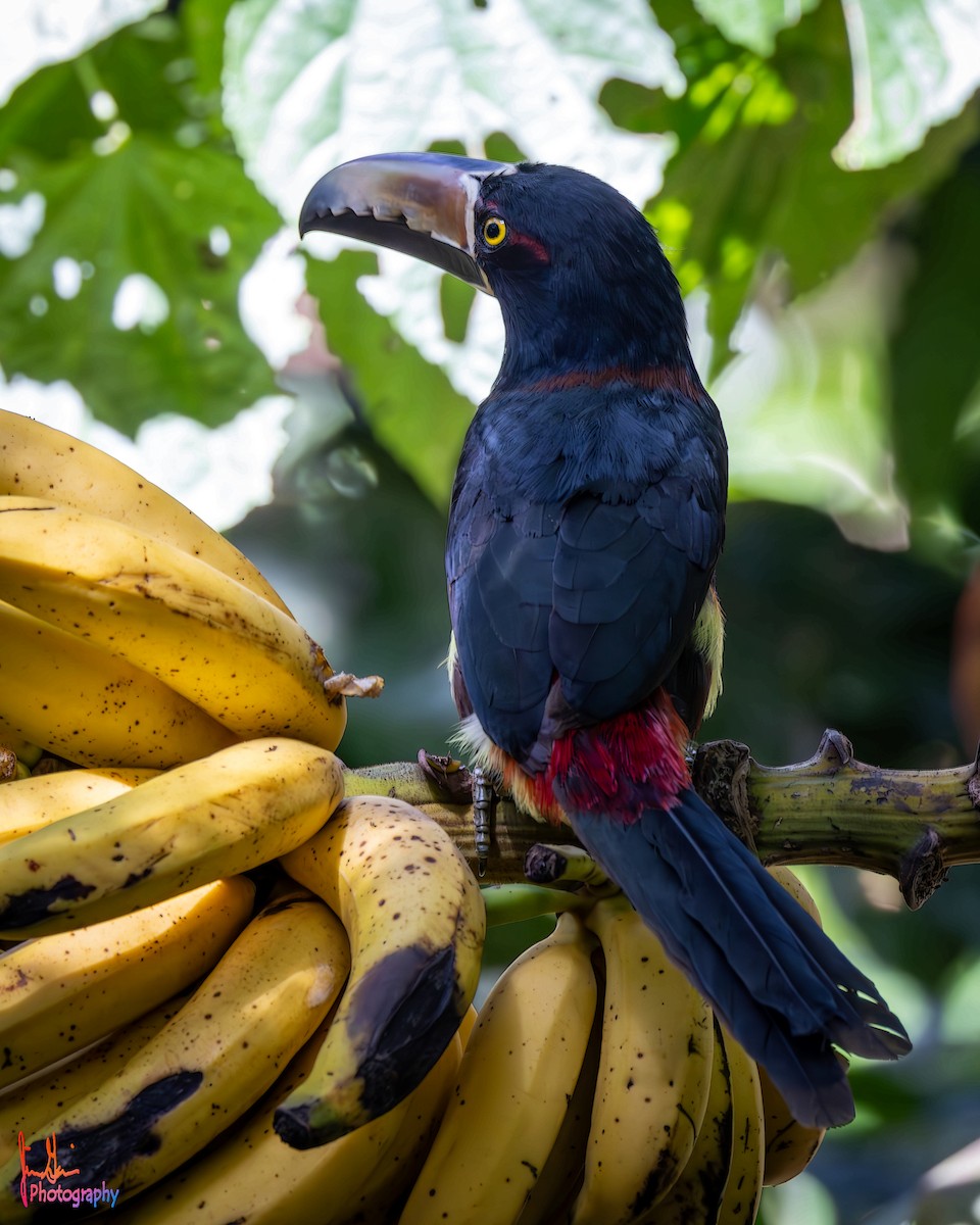 Collared Aracari - ML614943084