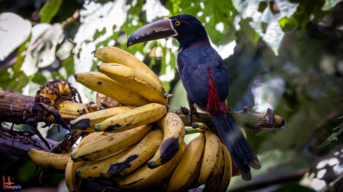 Collared Aracari - ML614943086