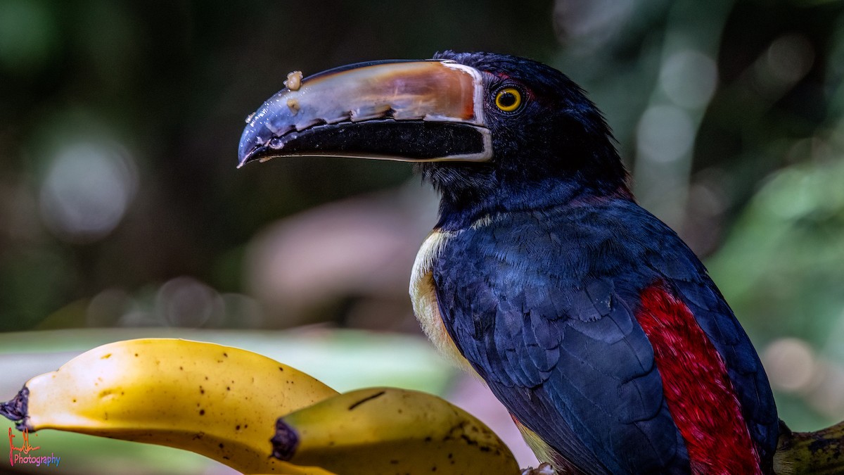 Collared Aracari - ML614943087