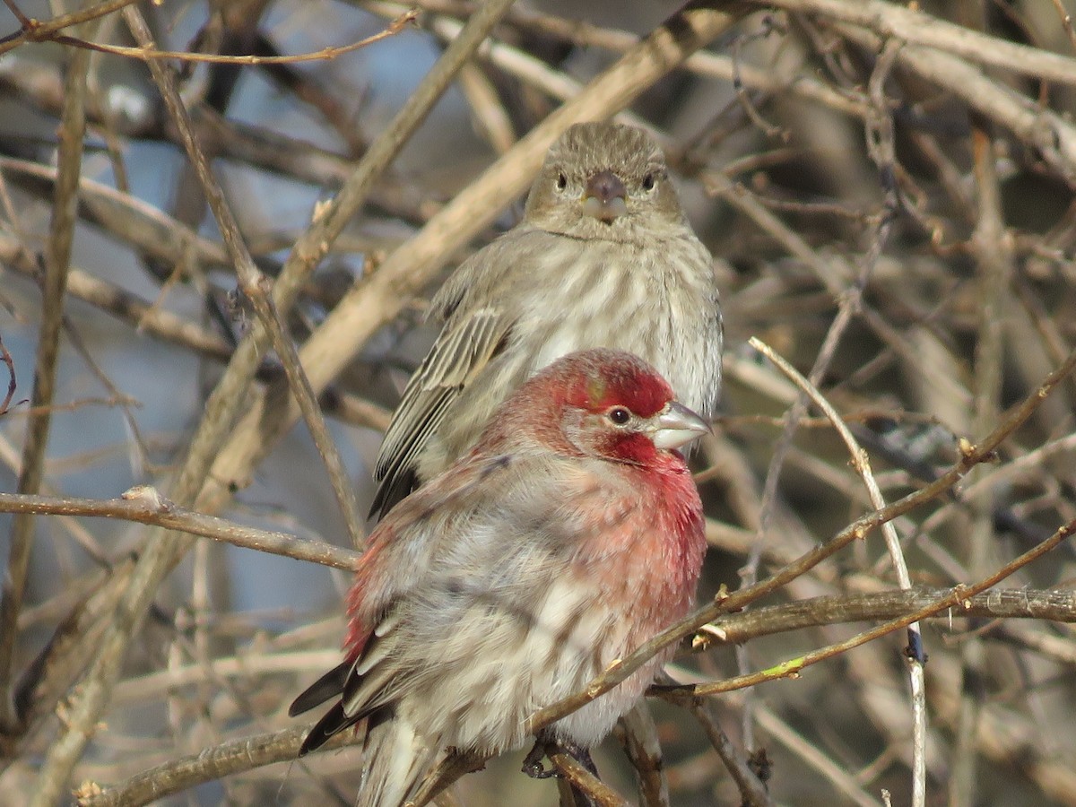 House Finch - ML614943089