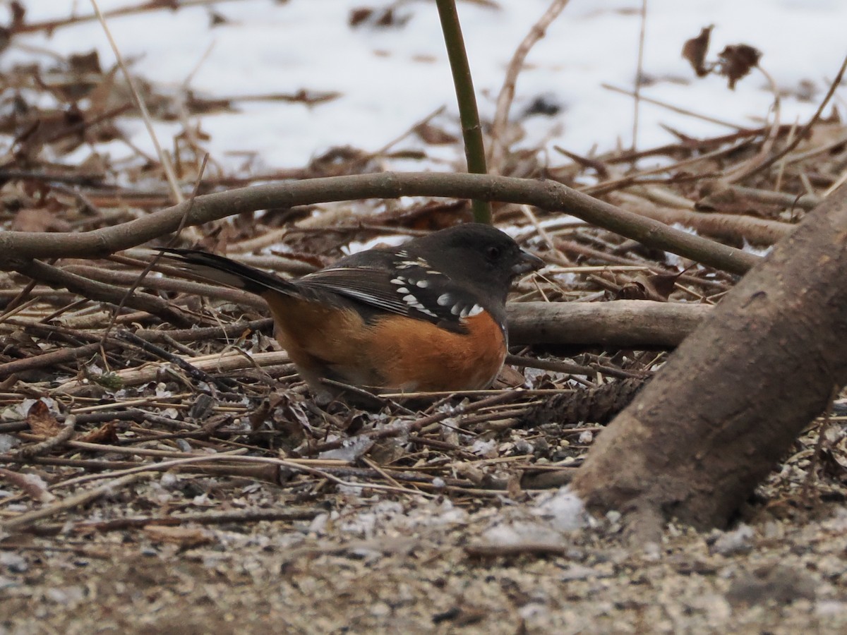 Spotted Towhee - ML614943113