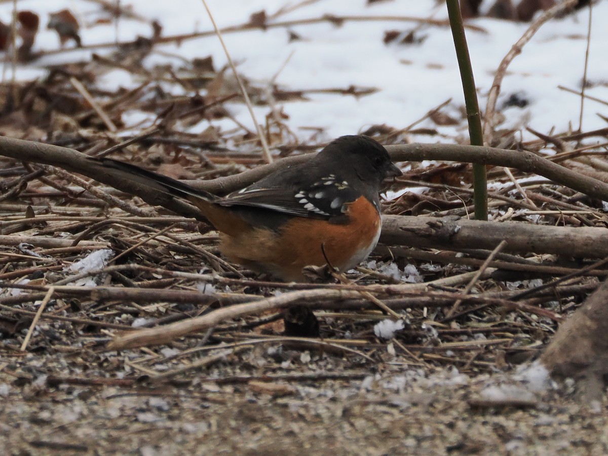 Spotted Towhee - ML614943116