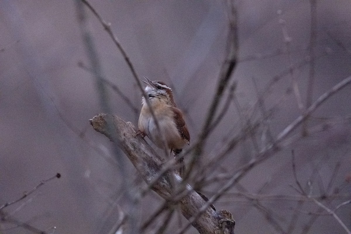 Carolina Wren - ML614943121