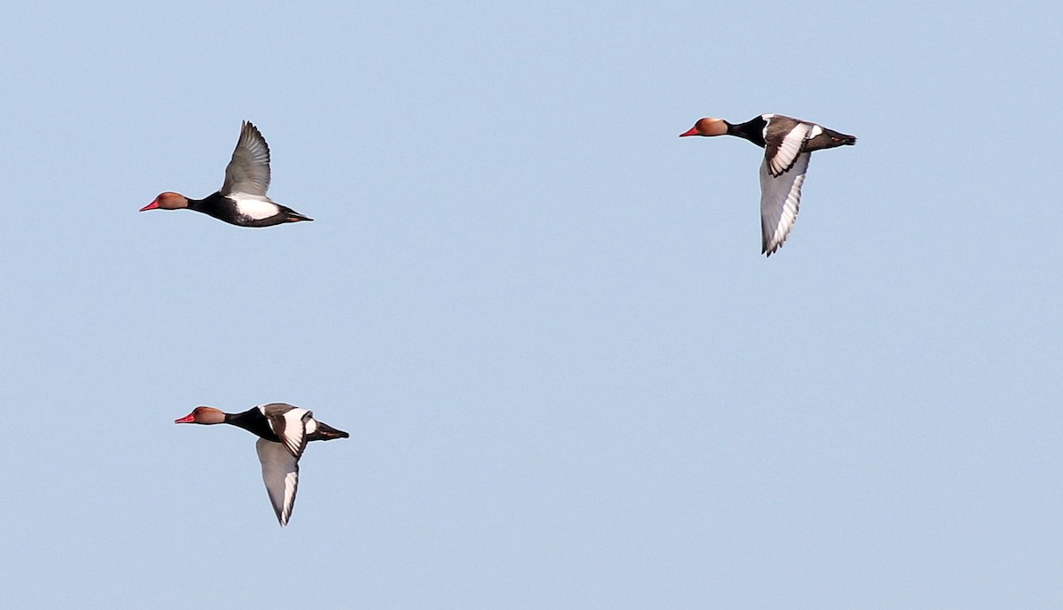 Red-crested Pochard - Miguel García