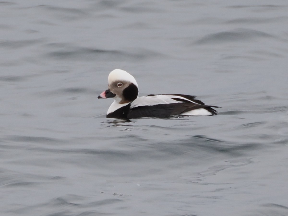 Long-tailed Duck - ML614943171