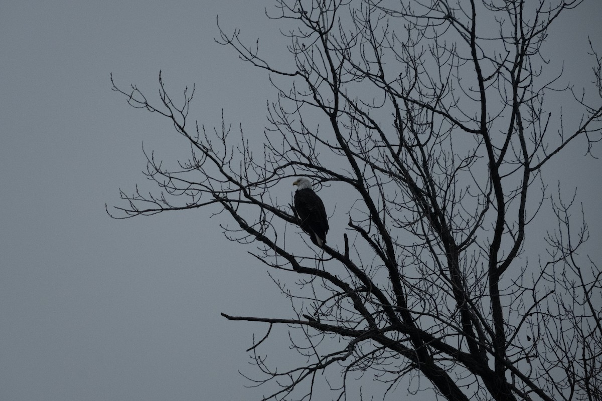 Bald Eagle - ML614943172