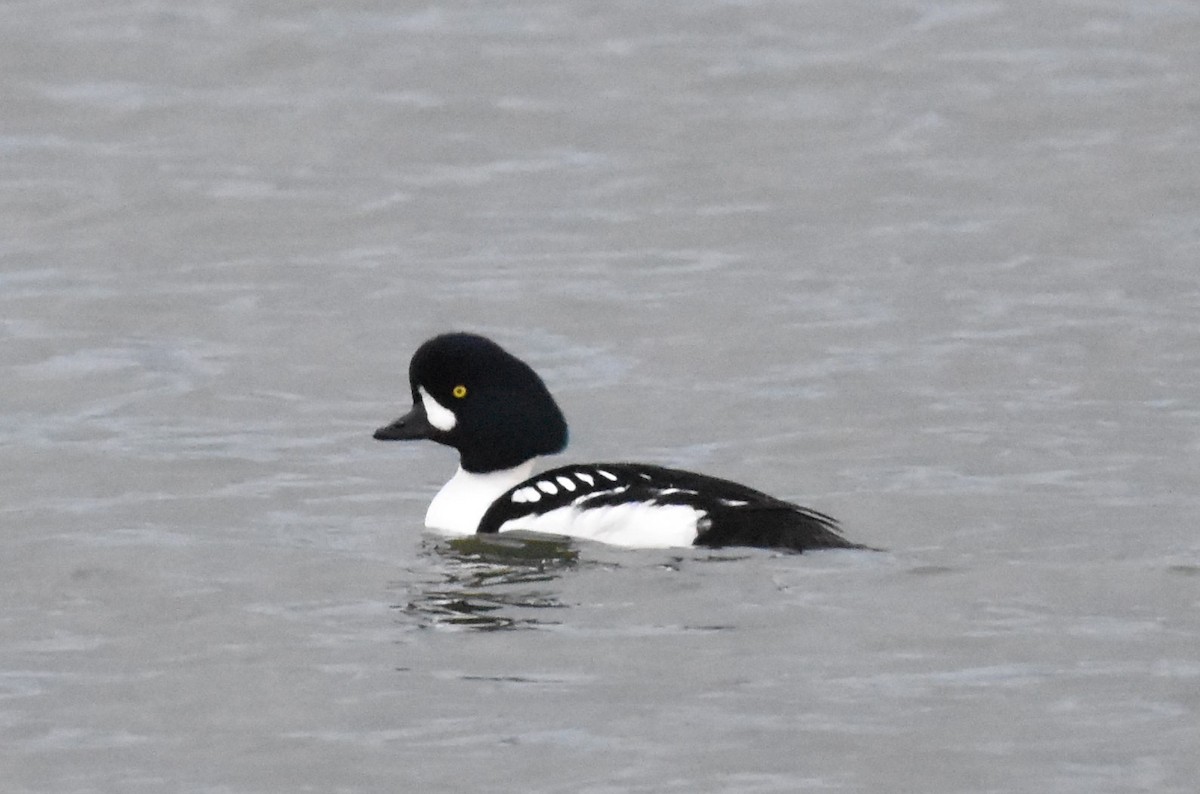 Barrow's Goldeneye - ML614943196