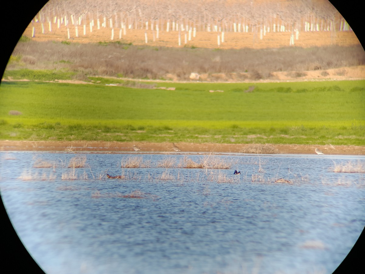 Eurasian Curlew - ML614943197