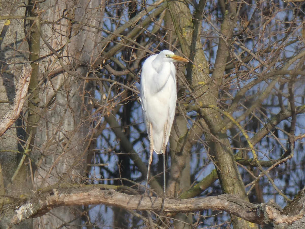 Great Egret - Miloš Weidenhöfer