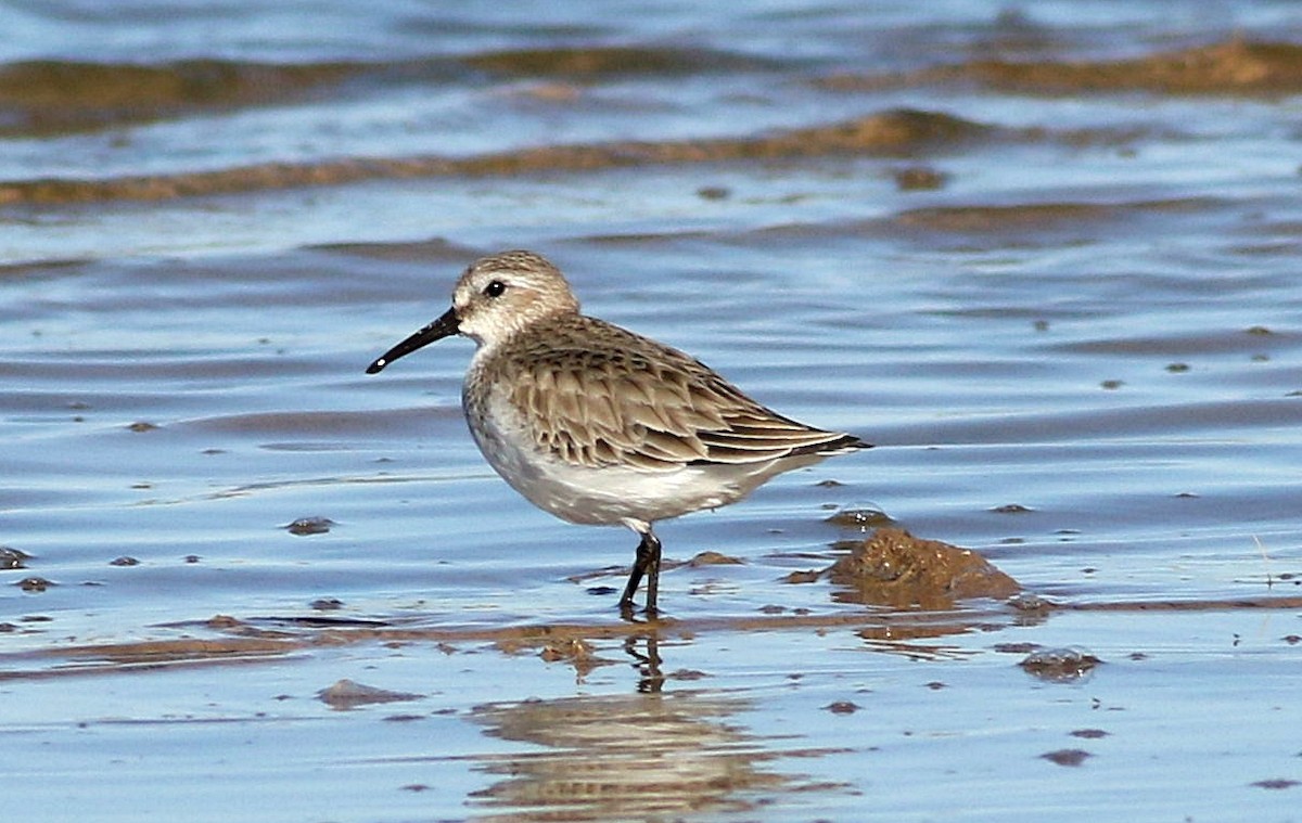 Dunlin - Miguel García