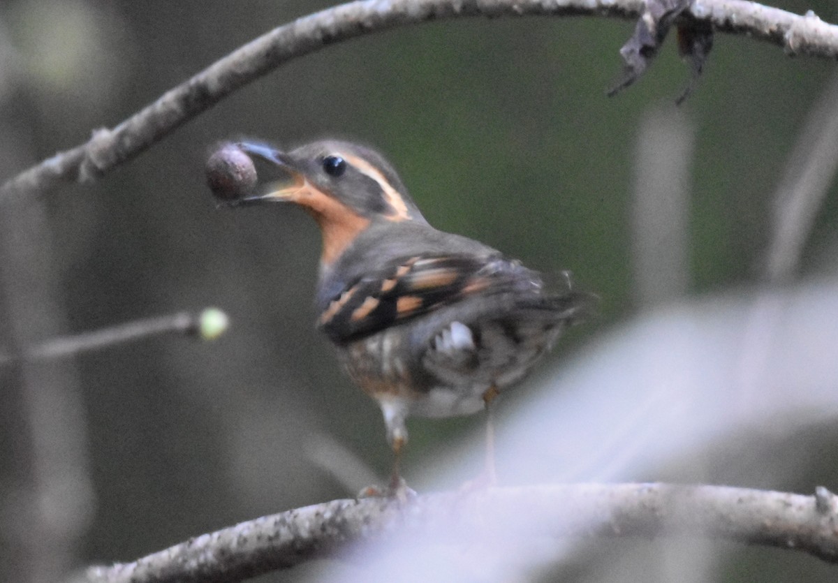 Varied Thrush - ML614943262