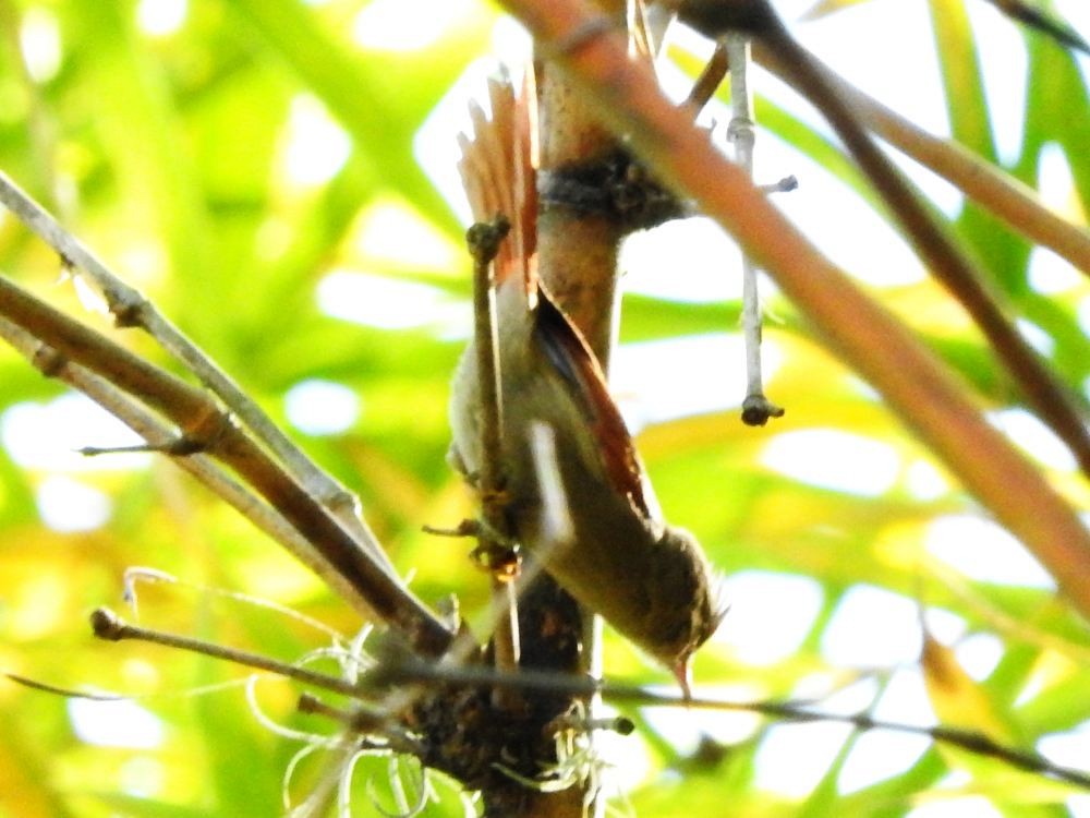 Crested Spinetail - ML614943274