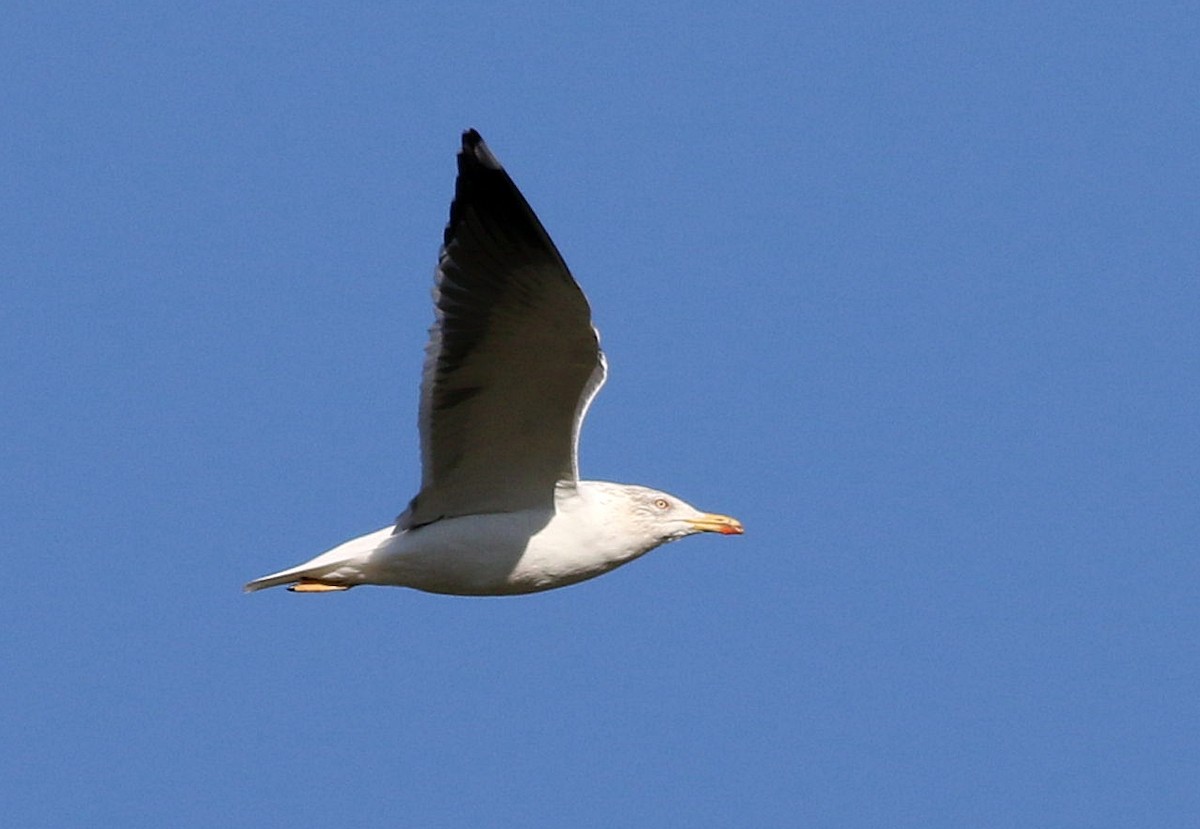 Lesser Black-backed Gull - ML614943276