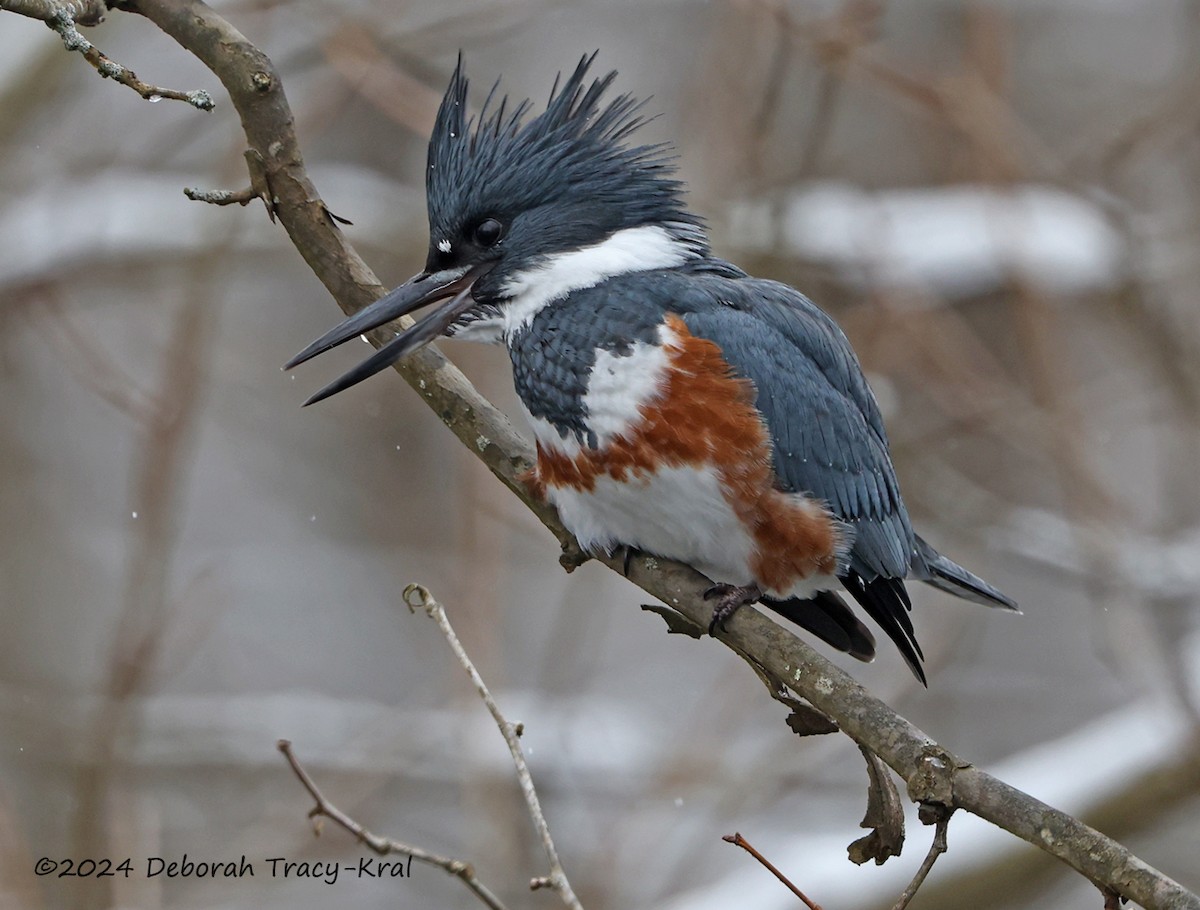 Belted Kingfisher - ML614943323