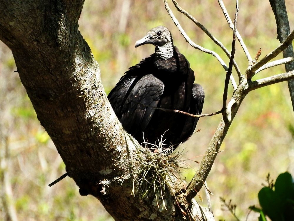 Black Vulture - ML614943337