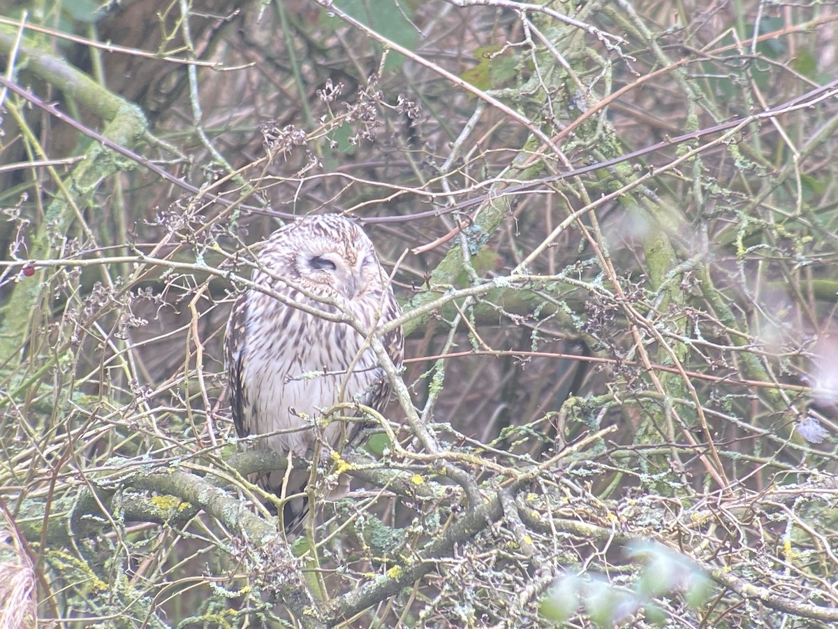 Short-eared Owl - ML614943348