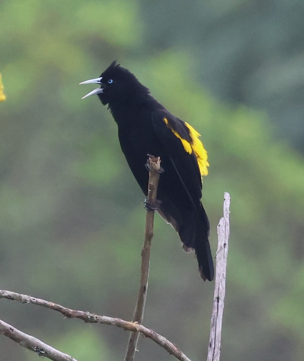 Mountain Cacique (Golden-shouldered) - ML614943351