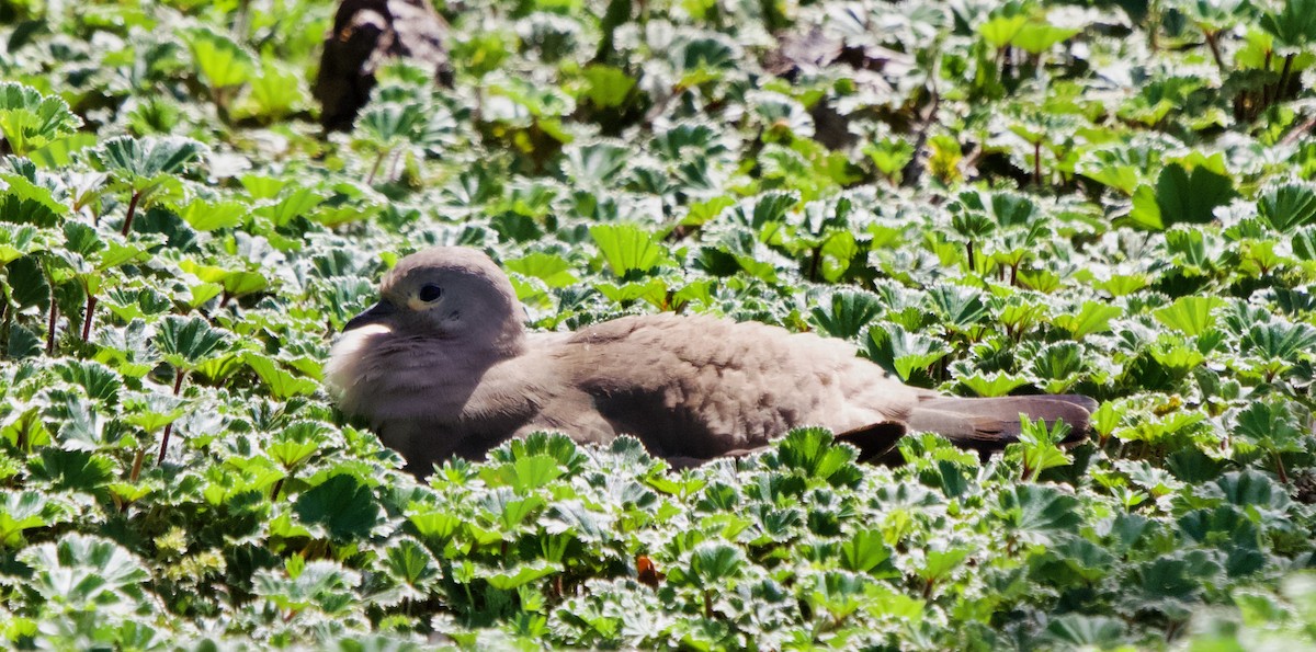 Black-winged Ground Dove - ML614943410