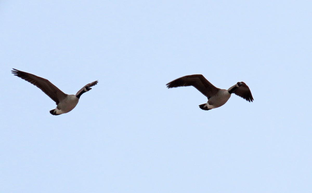 Canada Goose - Shilo McDonald