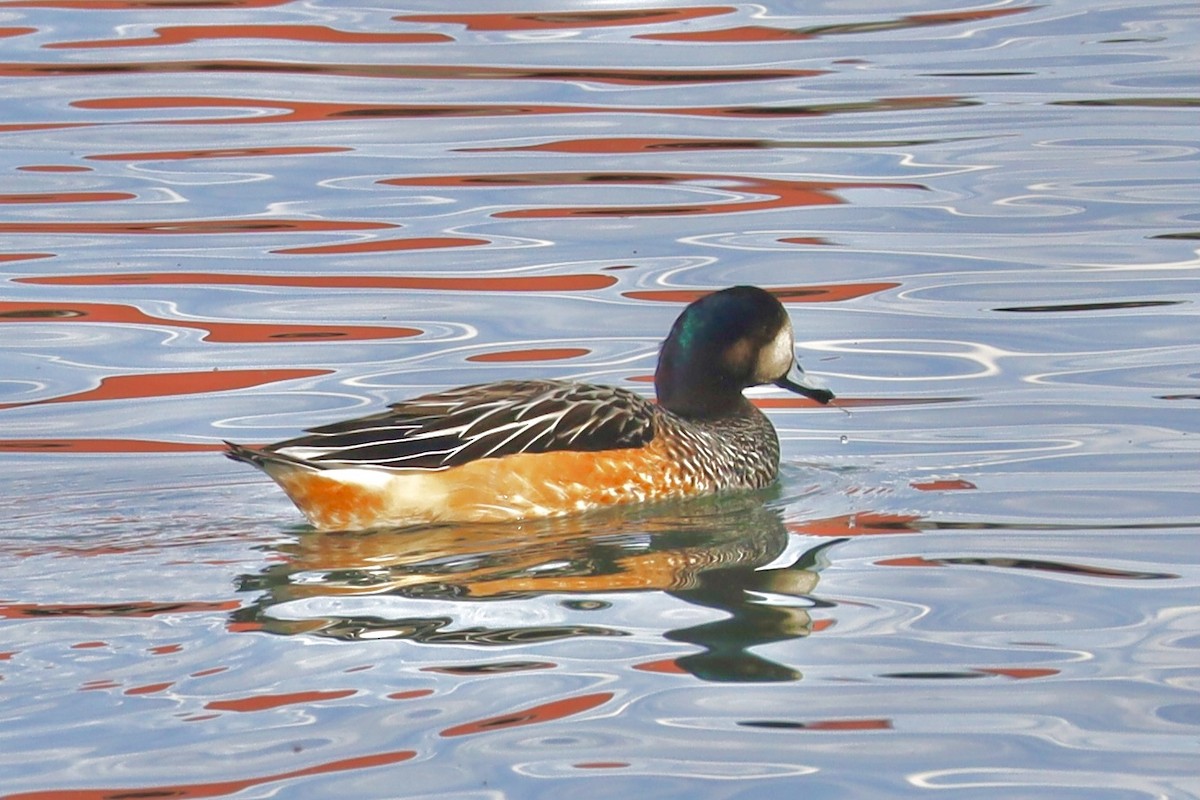 Chiloe Wigeon - ML614943478