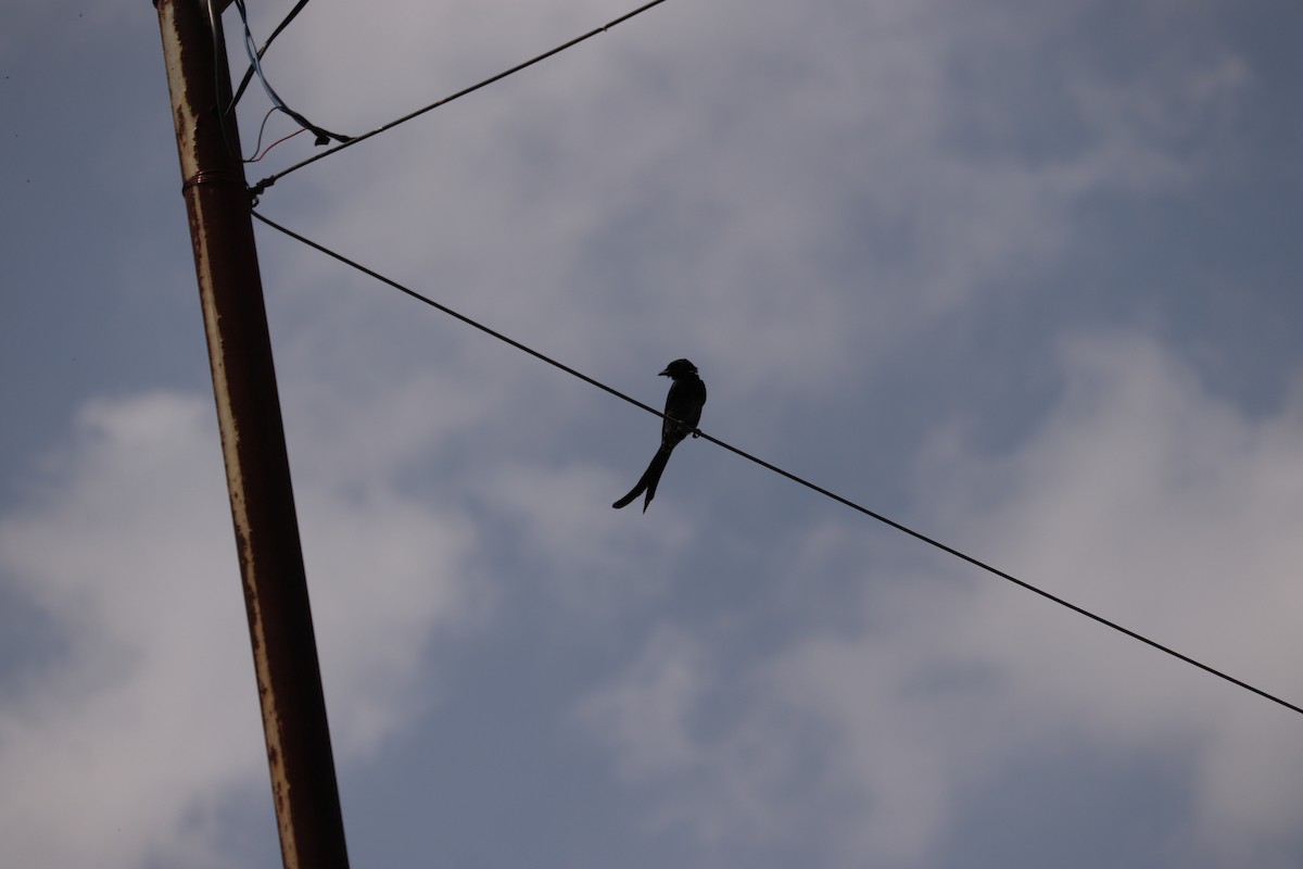 Black Drongo - ML614943492